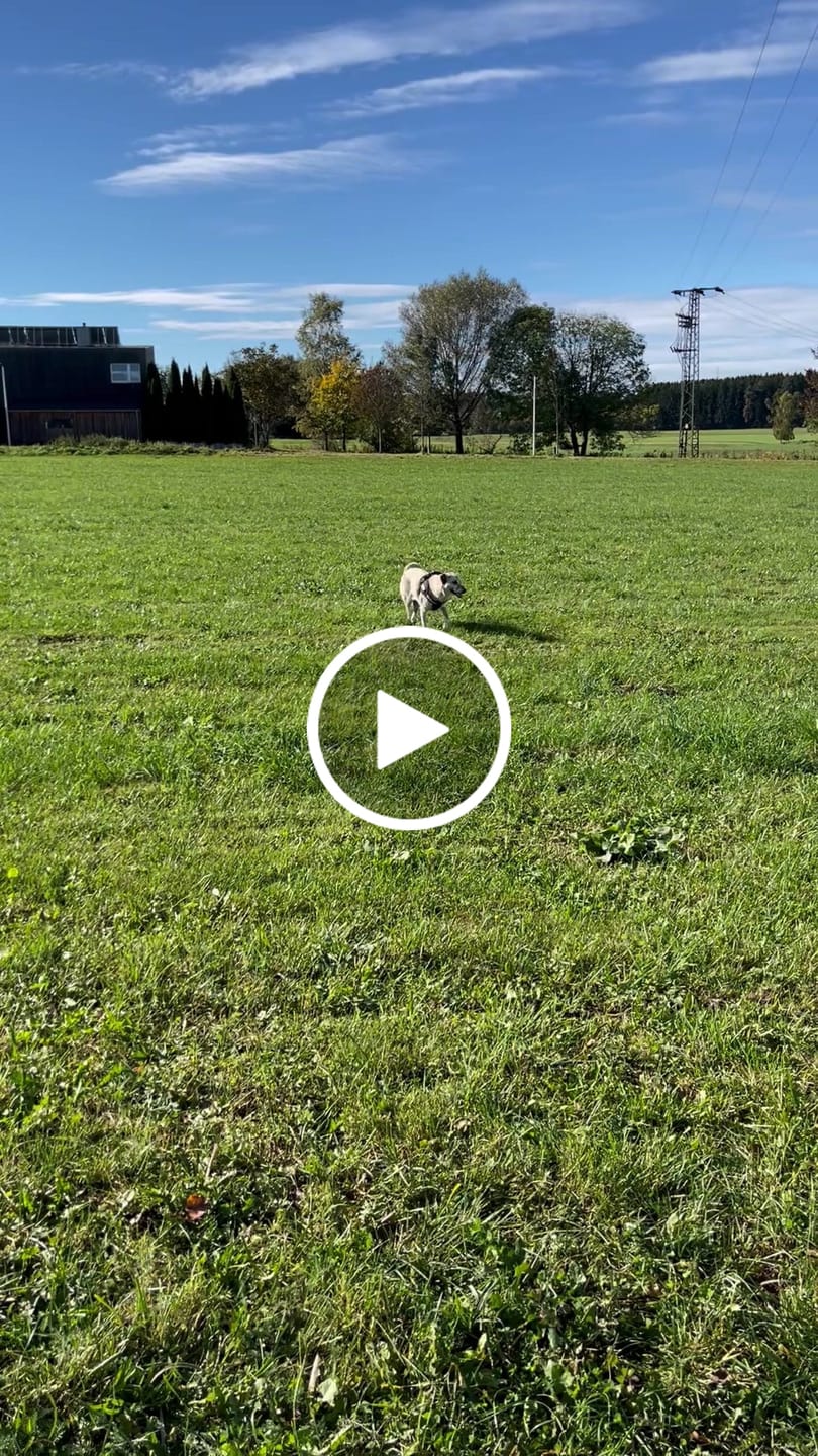 Customer video review of DNA Test Rassebestimmung Pro + MDR1 + Erbkrankheiten Hund