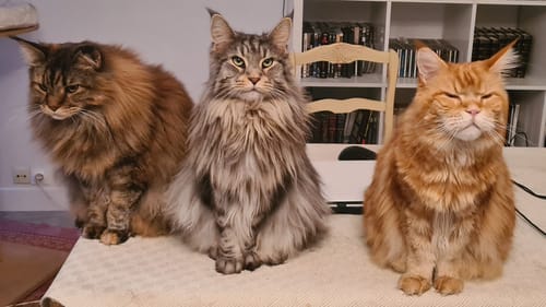 Avis photo d'un client sur Croquettes Maine Coon Stérilisé Sans Céréales - Poulet