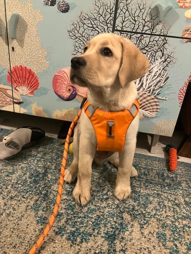 Customer photo review of Dog Harness - 2-Strap Design, 3-colours