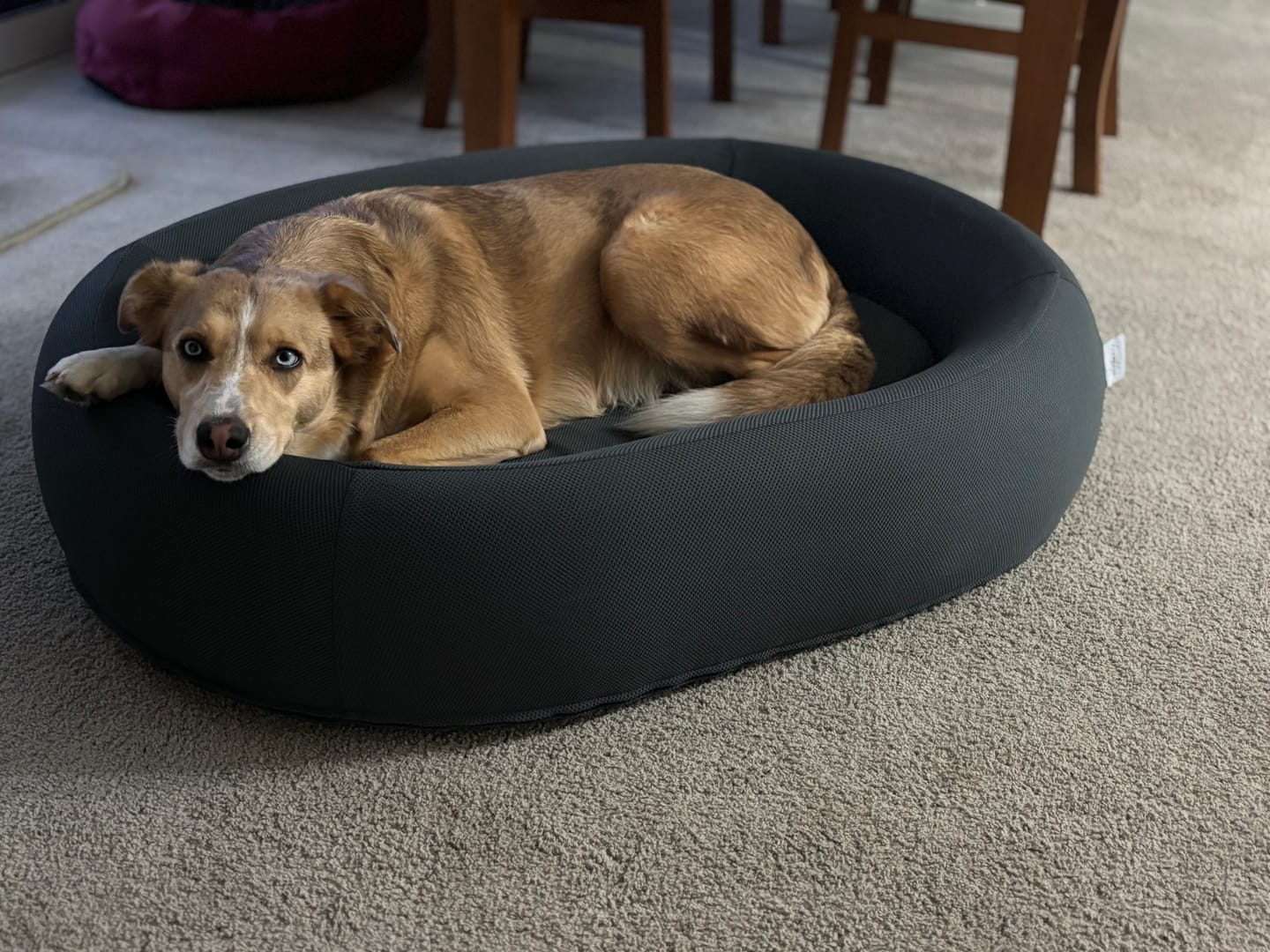 Customer photo review of Brooklyn® Nest Dog Bed