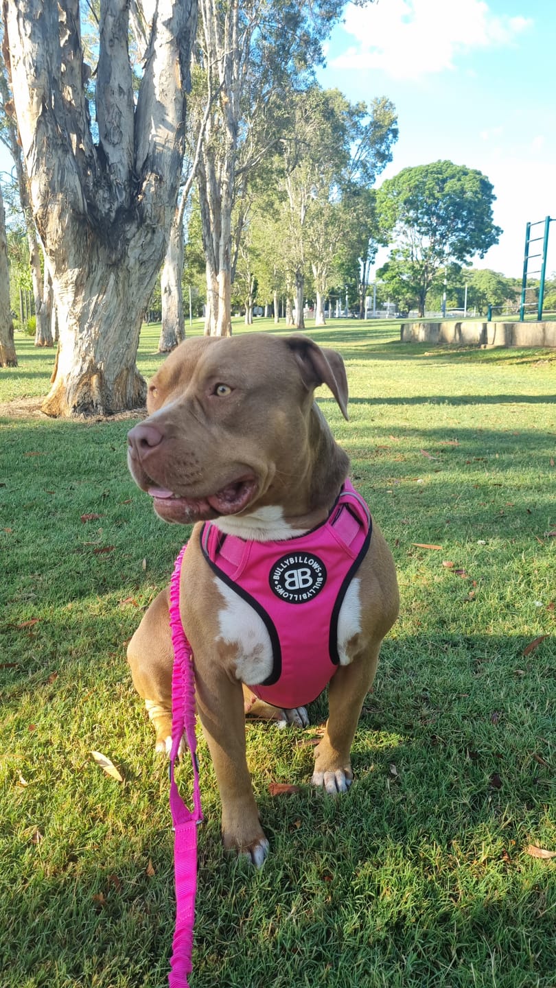 Customer photo review of Comfort Premium Harness | Non Restrictive - Magenta