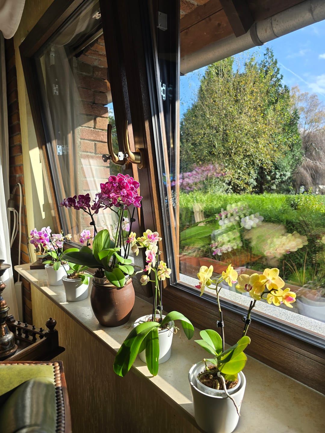 Customer photo review of Table Dance Orchideen Farbmix mit 2+ Stielen im 6er Set