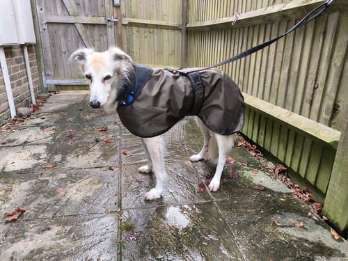 Customer photo review of Regna - Lightweight Summer Sighthound Coat with Harness Hole Zip