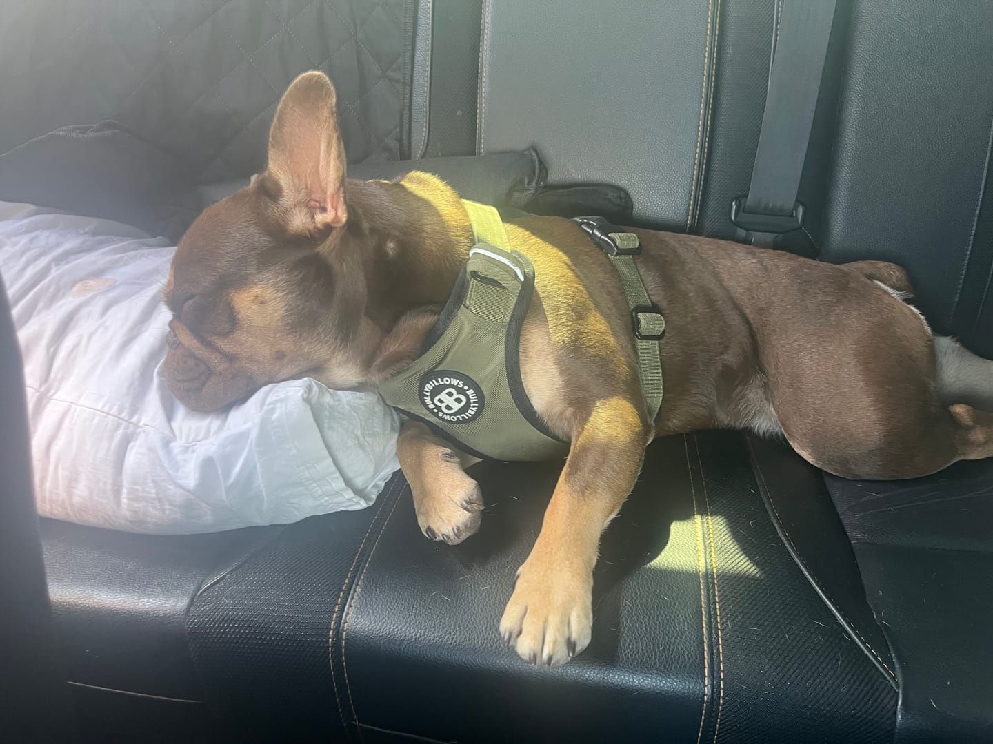 Customer photo review of Comfort Premium Harness | Non Restrictive - Khaki