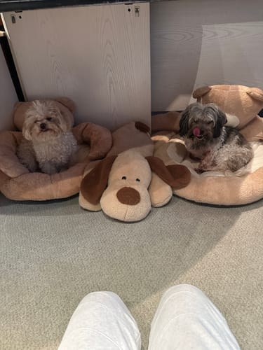 Customer photo review of BearHug Dog Sofa