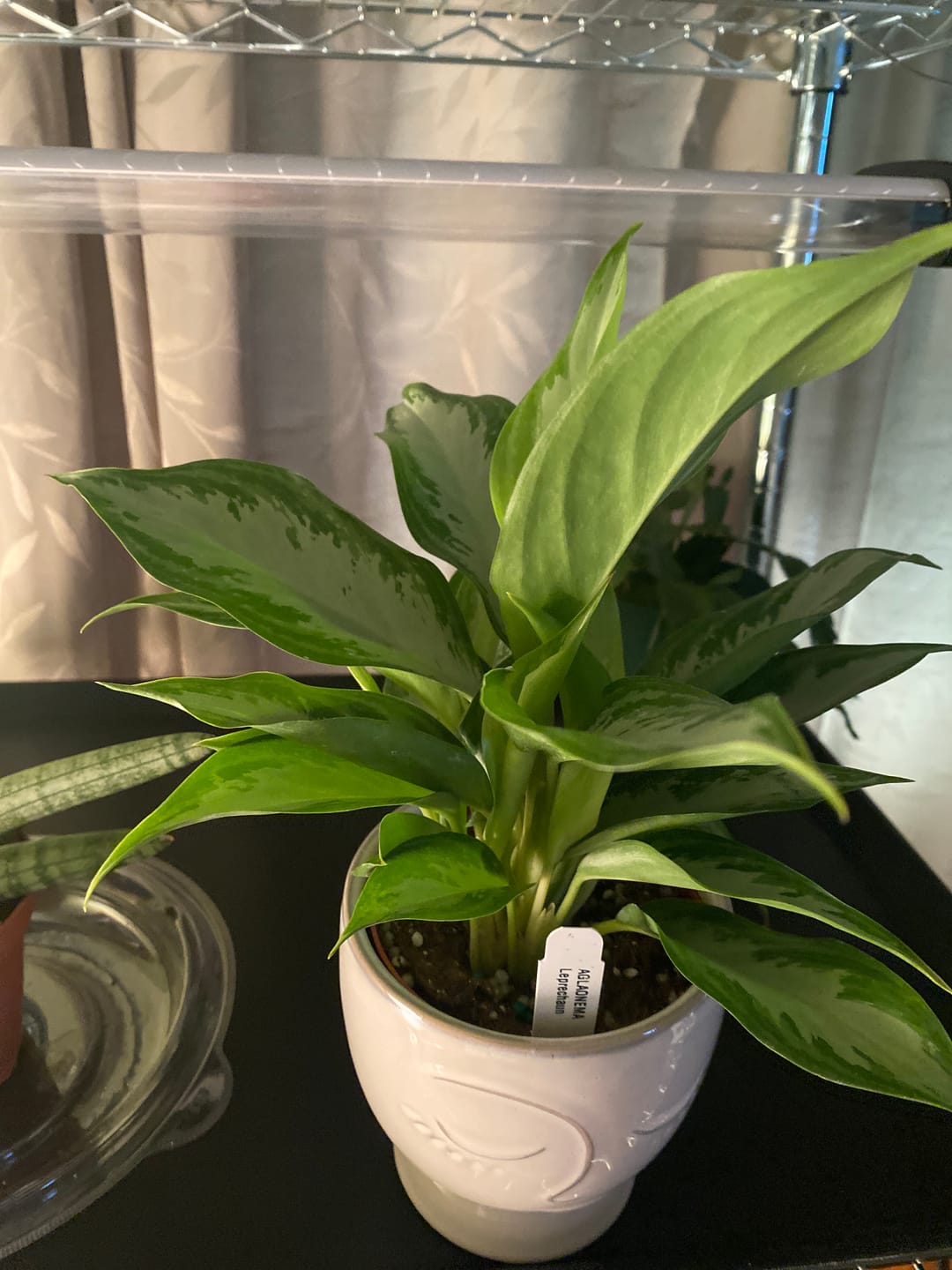 Customer photo review of Aglaonema 'White Rain'