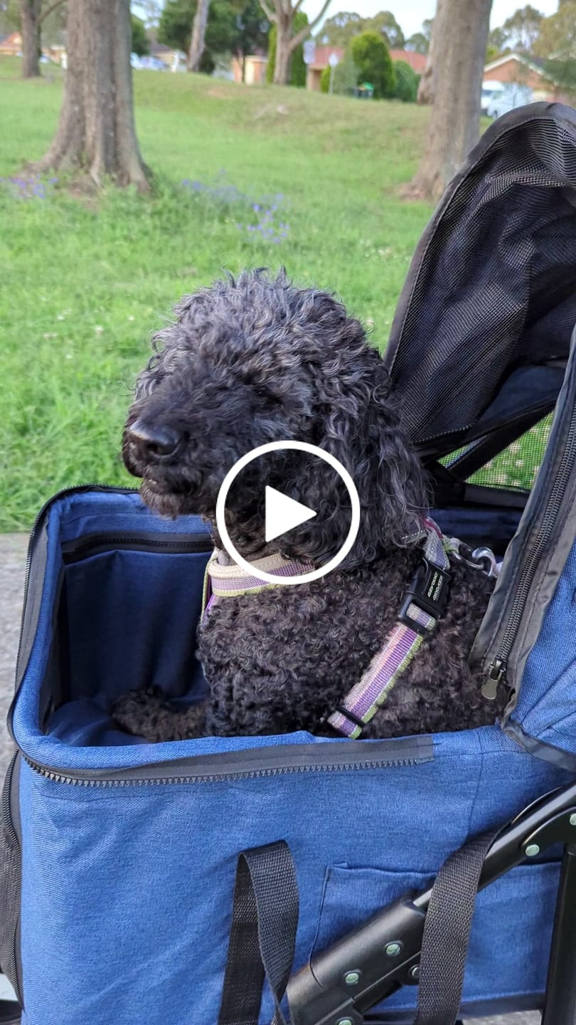 Customer video review of PaWz Large Dog Stroller Cruiser