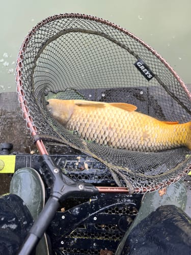 Customer photo review of SENSATE POWDER NATURAL 100g🔝