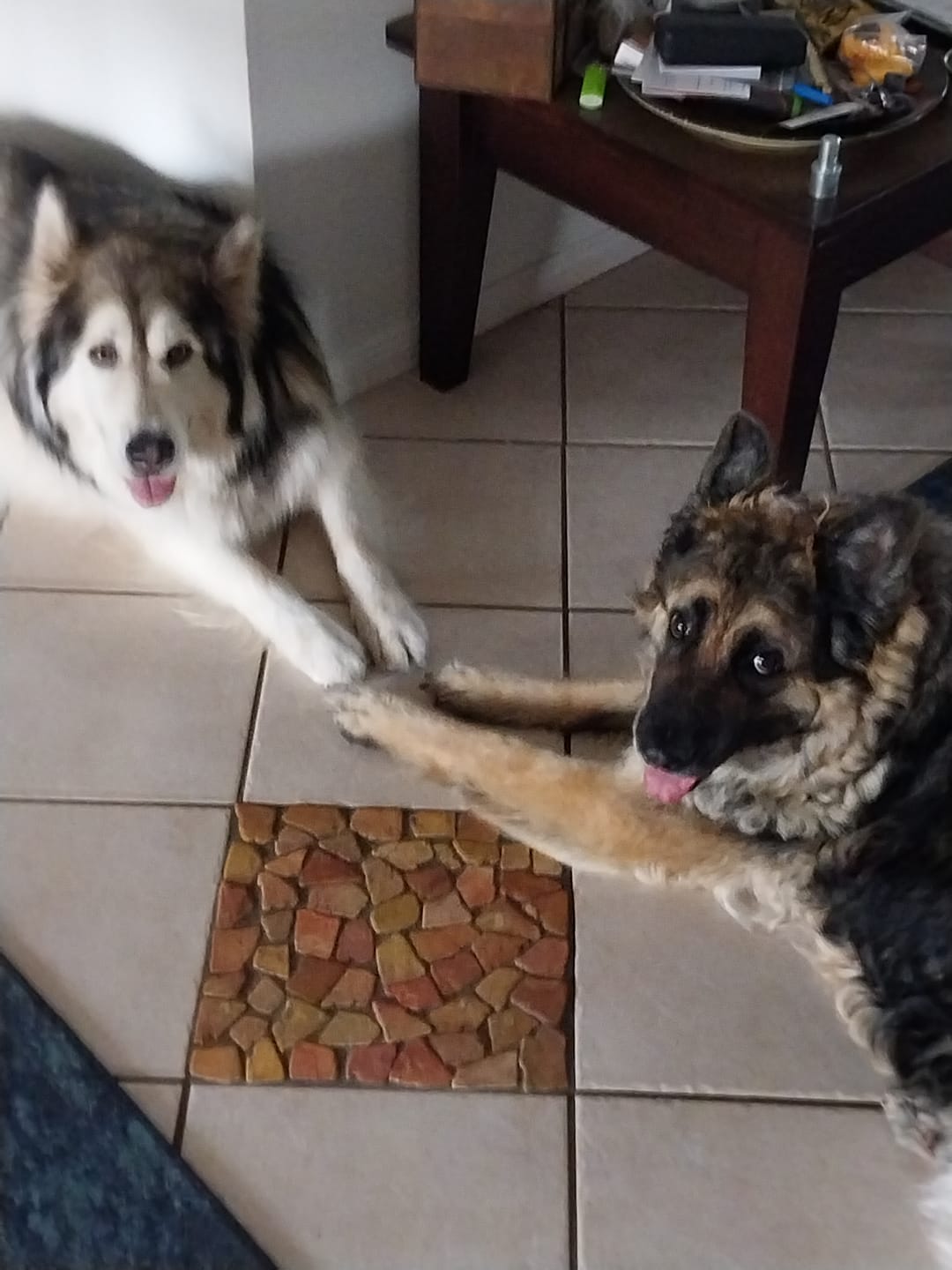 Customer photo review of Stress K9 Chews