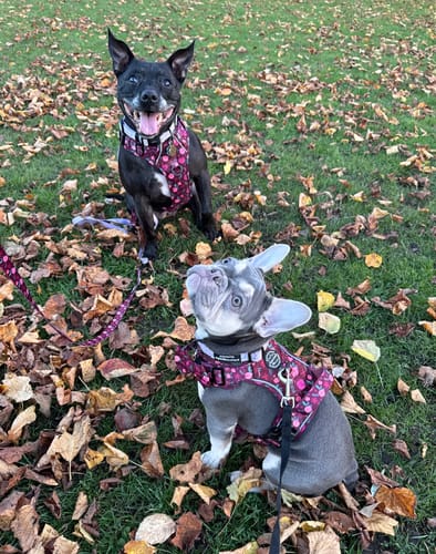 Customer photo review of Tough Trails™ Harness - Mable's Meadow