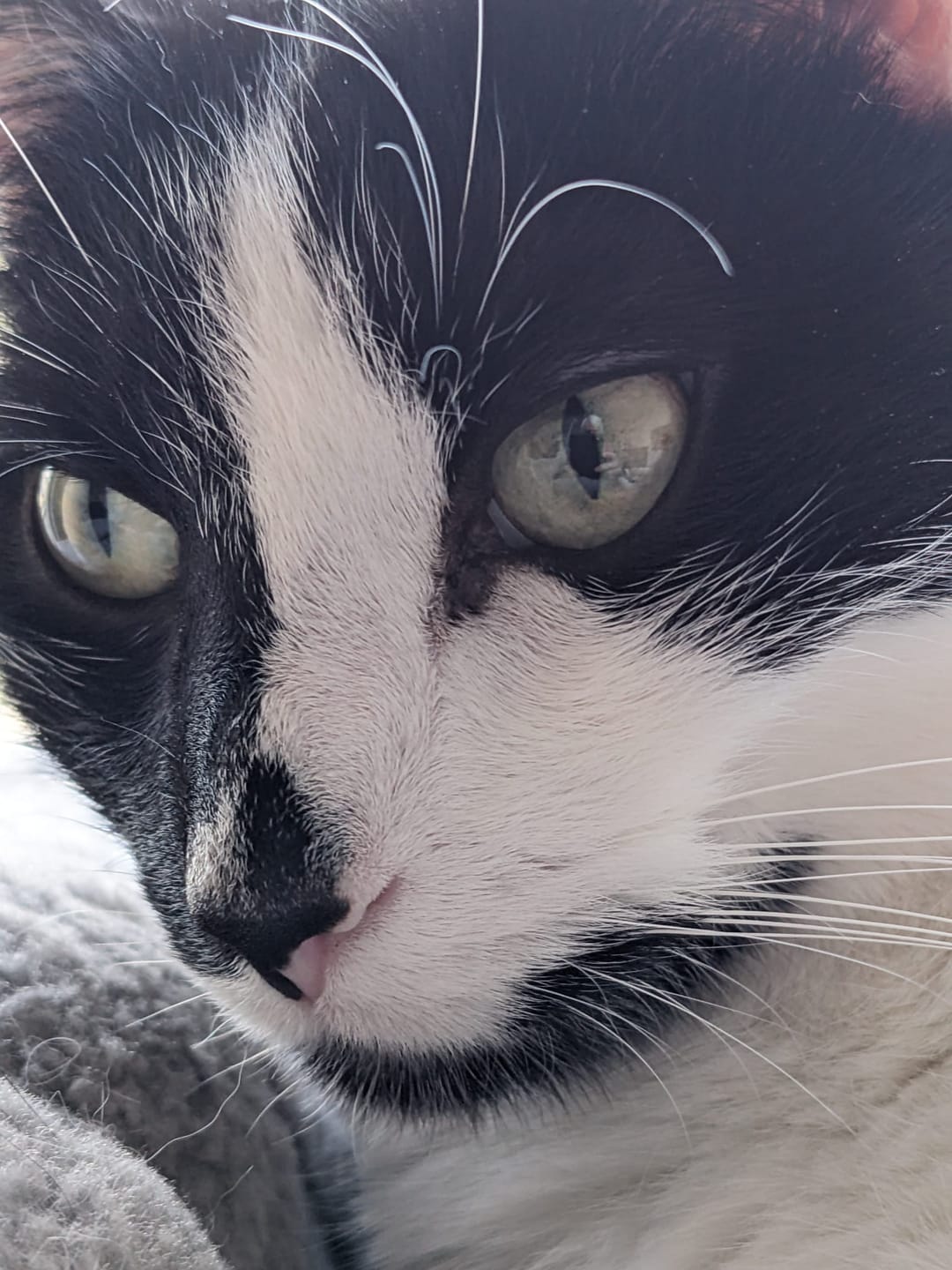 Customer photo review of Multipack d'effilés (chat stérilisé et chat adulte)