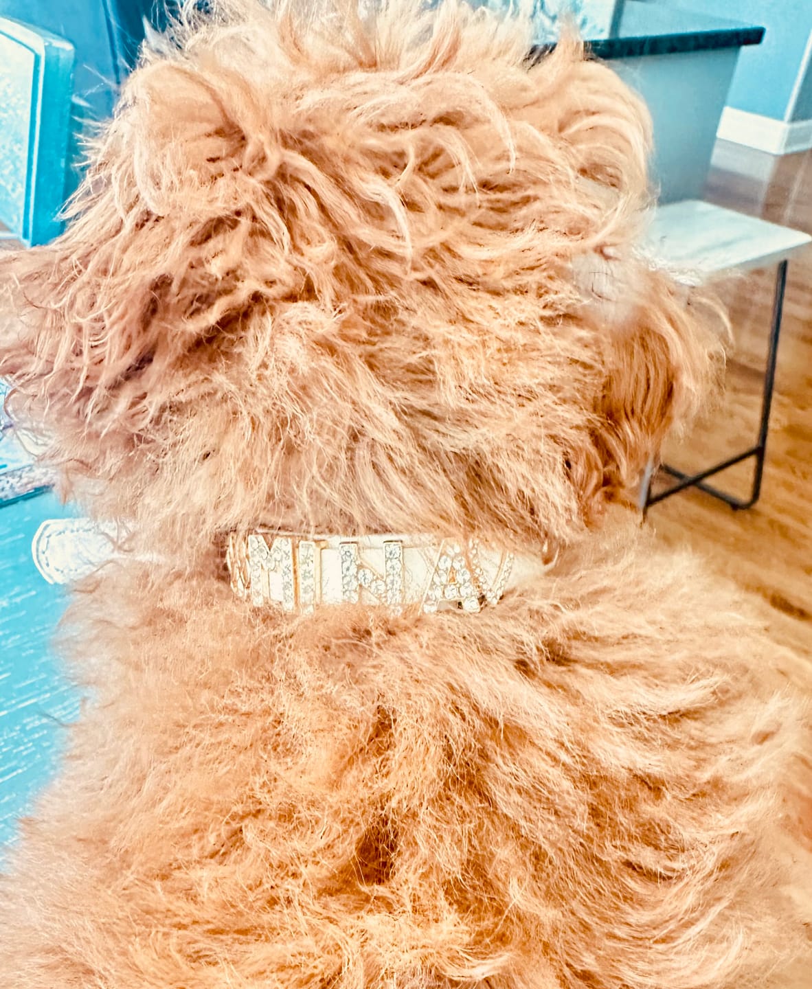 Customer photo review of CUSTOM DOG COLLARS WITH STUDDED JEWELRY