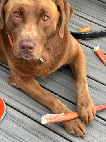 Customer photo review of 12 Inch Monster Bully Stick