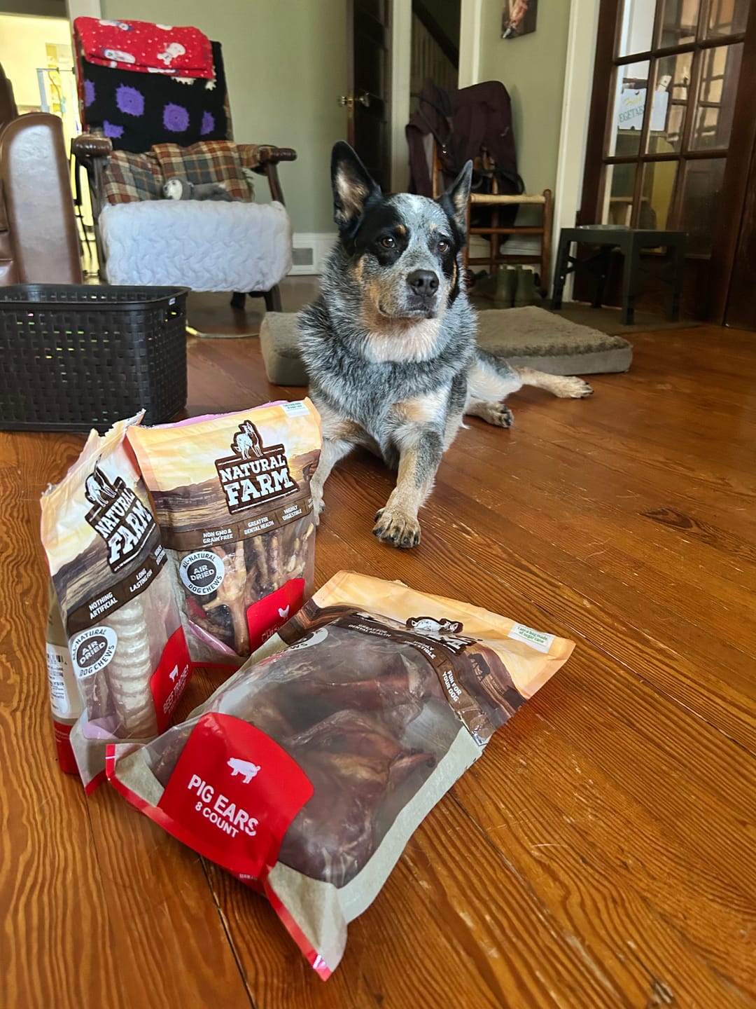 Customer photo review of Pig Ear Treats for Dogs