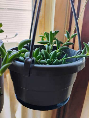 Customer photo review of String of Bananas | Senecio Radicans Glauca