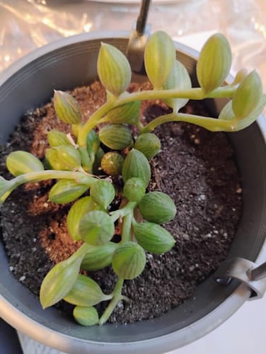 Customer photo review of String of Watermelons | Senecio Herreanus