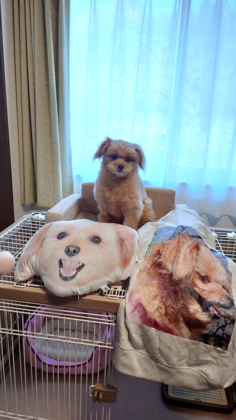 Customer photo review of 世界にひとつだけ♪好きな写真で作るオリジナルヘッドレストクッション