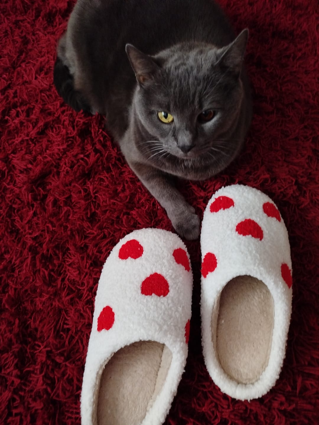 Customer photo review of Lover's Plush Slippers
