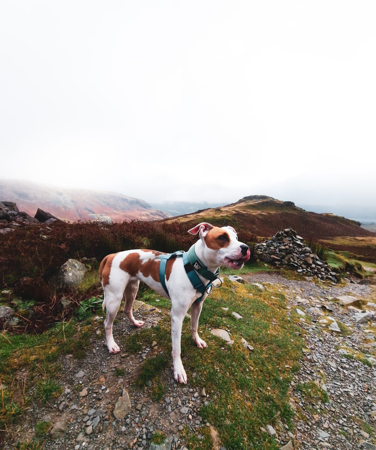 Customer photo review of Training Anti Pull TRI-Harness® | M-XL Breeds - Light Blue