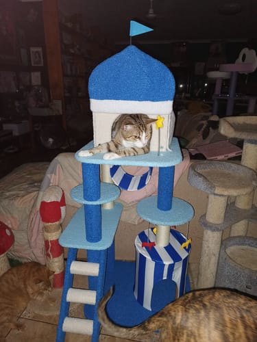 Customer photo review of "Wonderland In The Aegean Sea" Cat Tree & Scratching Post