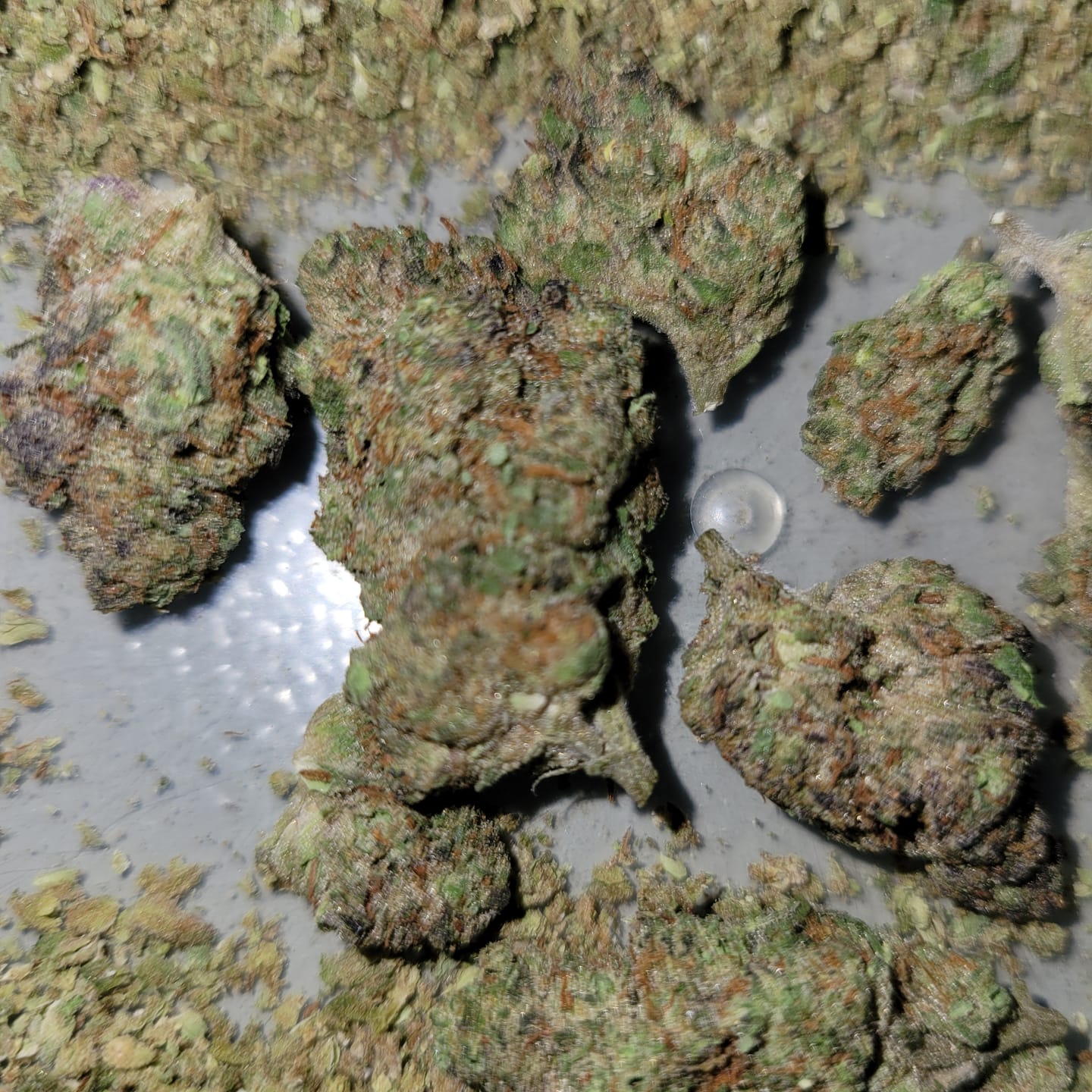 Customer photo review of Snowing Candy IceFlash -THCa Flower