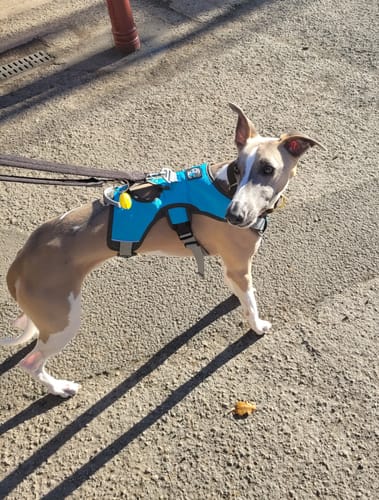 Customer photo review of Sighthound Escape Proof Harness