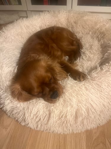 Customer photo review of CalmBed - Motverkar stress & hjälper mot ångest