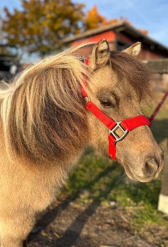 Customer photo review of HANSBO SPORT Grimma PP Frottéfodrad