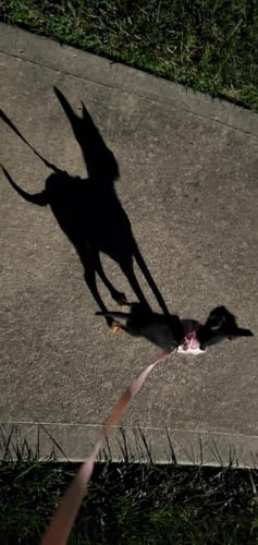 Customer photo review of FIDA Cat Harness and Leash Set for Walking Kitten and Puppy