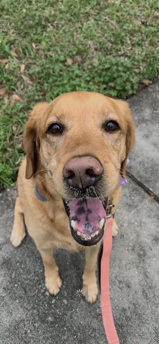 Customer photo review of Dog Bad Breath & Dental Care Solution