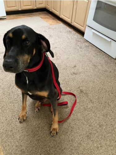 Customer photo review of FIDA Heavy Duty Dog Leash