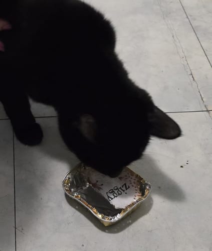 Avis photo d'un client sur Pâtée Chat Entier Sans Céréales - Boeuf