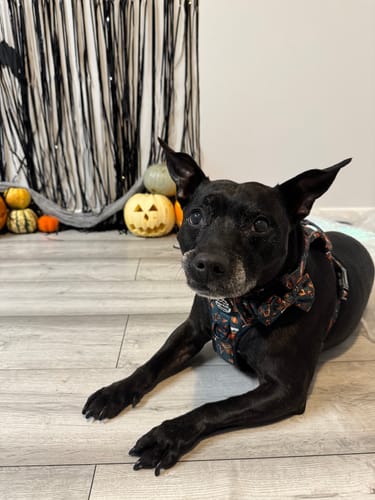 Customer photo review of Tough Trails™ Harness - Hello Autumn