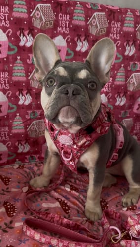 Customer photo review of Tough Trails™ Harness - Merry + Bright