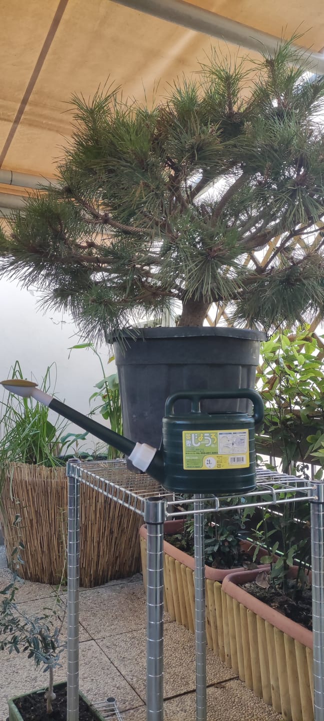 Customer photo review of ANNAFFIATOIO PROFESSIONALE PIOGGIA FINE BONSAI CB 2L