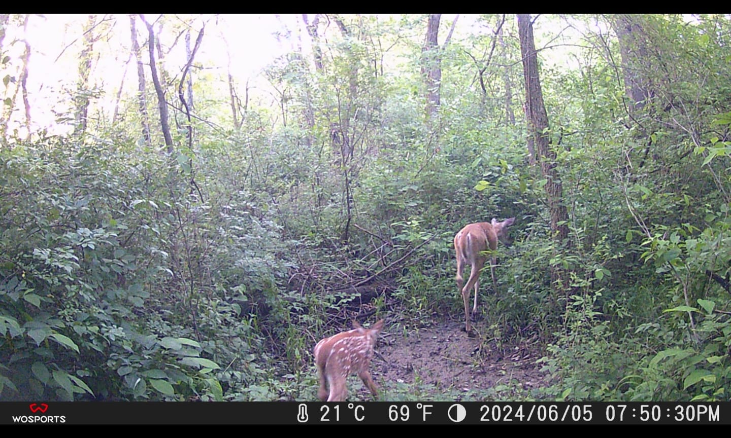 Customer photo review of G600 Trail Camera