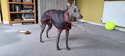 Customer photo review of Vetra - Warm Sighthound Coat with Zip Harness Hole