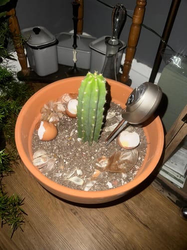 Customer photo review of San Pedro Cactus | Echinopsis (Trichocereus) pachanoi