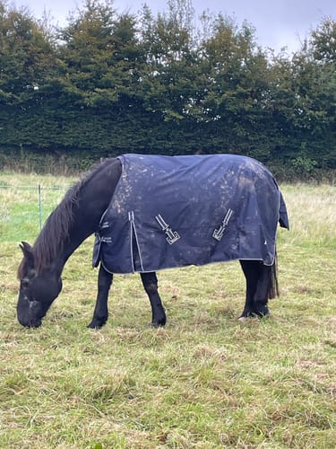 Customer photo review of Rhinegold Torrent Outdoor Rug