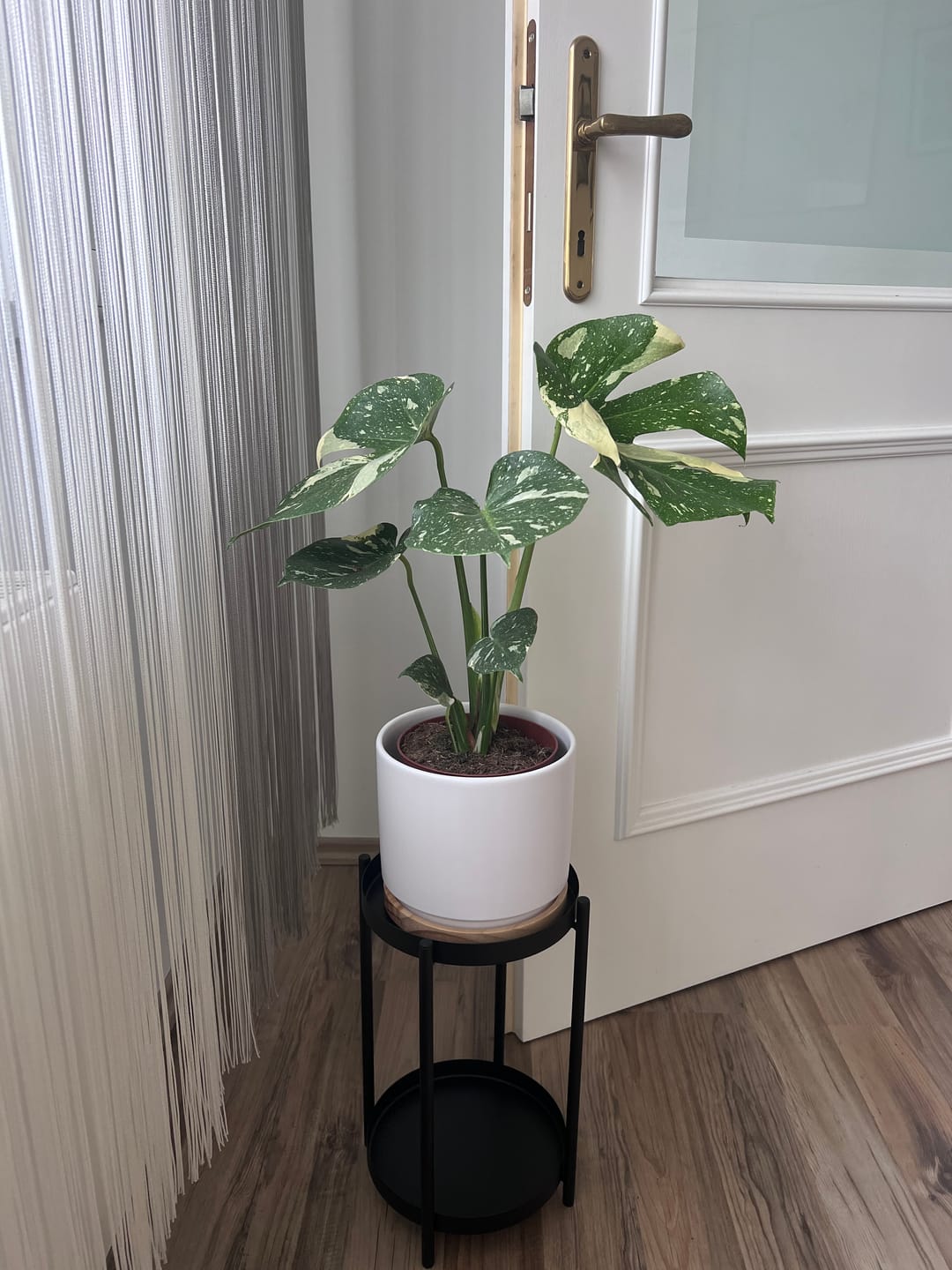 Customer photo review of Monstera Thai Constellation