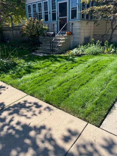 Customer photo review of GCI Turf Cool Blue Grass Seed