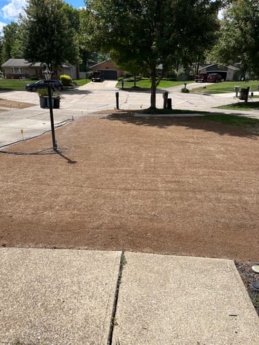 Customer photo review of GCI Turf Blue Heat Grass Seed