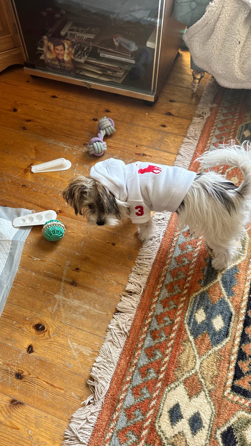 Customer photo review of Polo Ralph Lauren Big-Pony Fleece Dog Hoodie