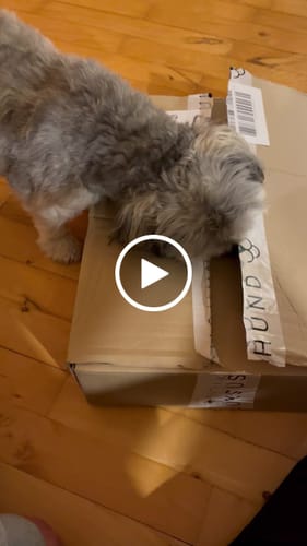 Customer video review of Companion - Træningspølse m. Okse