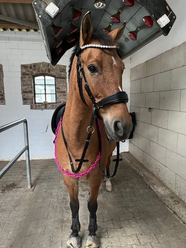 Customer photo review of CR Harmonybridle - gebisslose 3 in 1 Zäumung