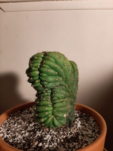 Customer photo review of Crested San Pedro Cactus | Trichocereus pachanoi cristata