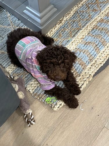 Customer photo review of Playa Poncho - Surprise Color