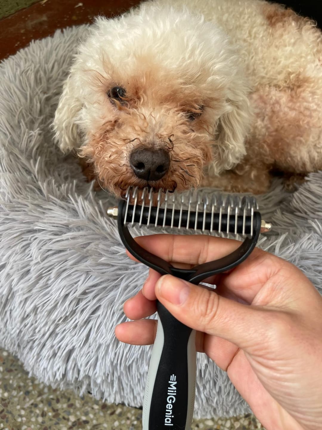 Customer photo review of Cepillo Cortador de Nudos de Pelo para Mascotas Milgenial