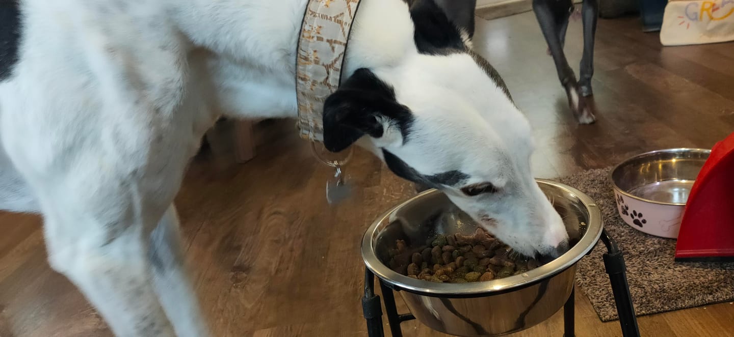 Customer photo review of Total Joint Care Supplement For Dogs