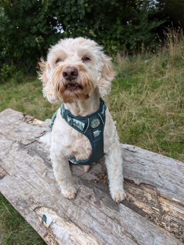 Customer photo review of Tough Trails™ Harness - Walkies Ready® Forest Green